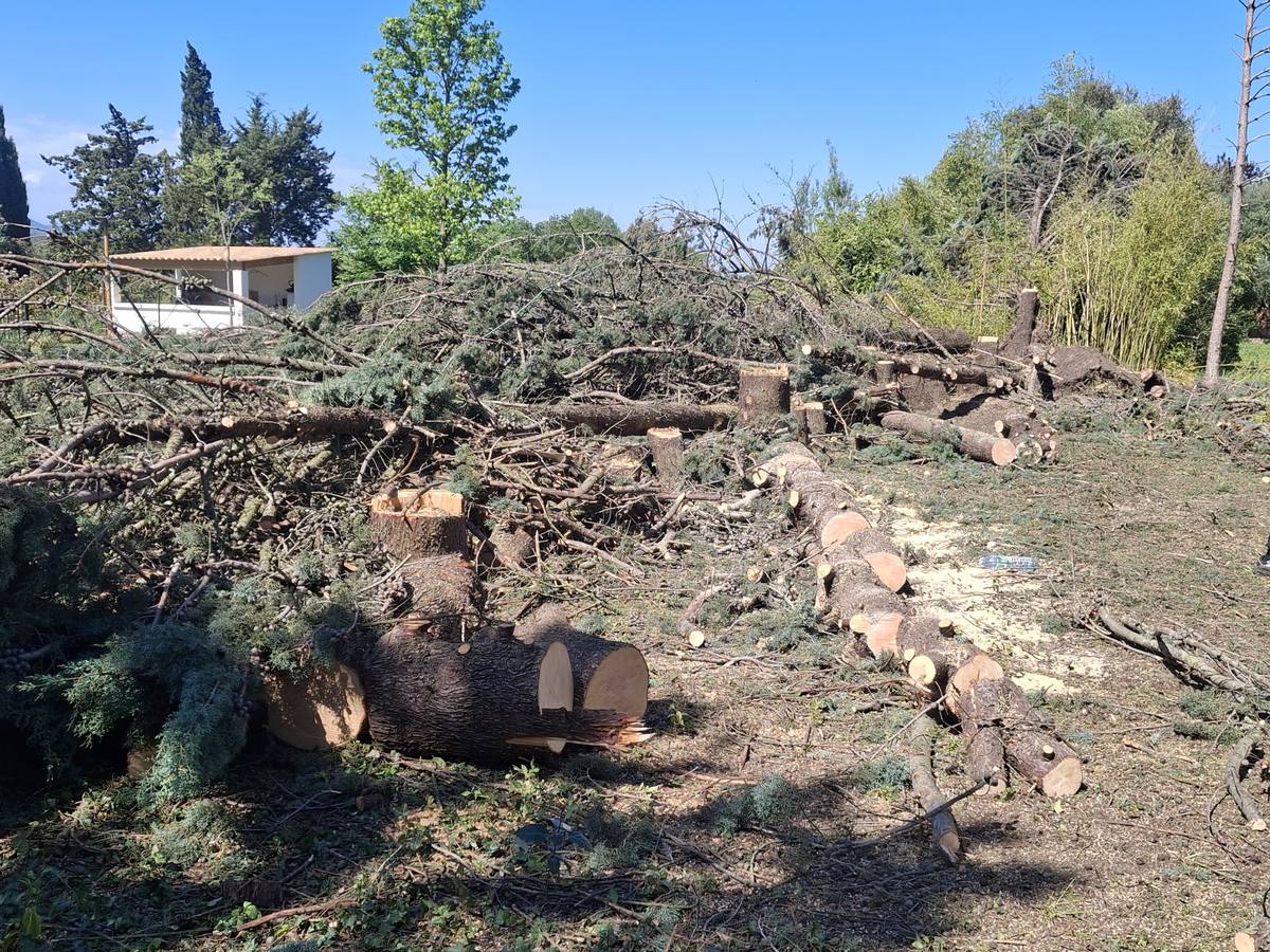 Un arbre abattu dans un jardin, le tronc débité en sections et les branches en tas