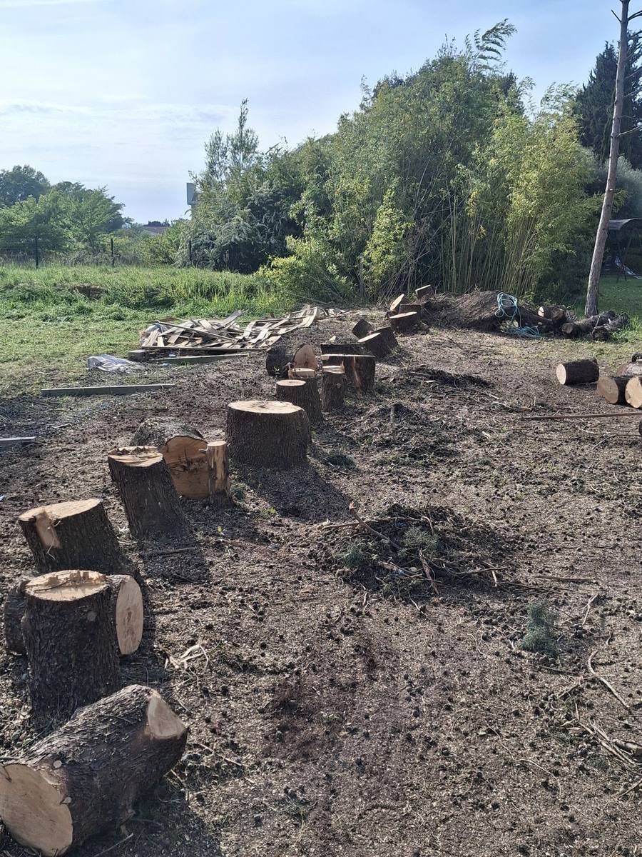 Des sections de troncs alignées sur un terrain dégagé