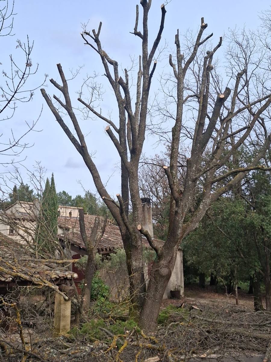 Un grand arbre aux branches raccourcies après un élagage