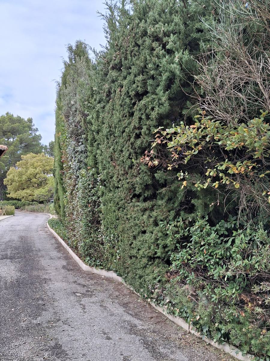 Une haie haute et dense taillée le long d’un chemin goudronné