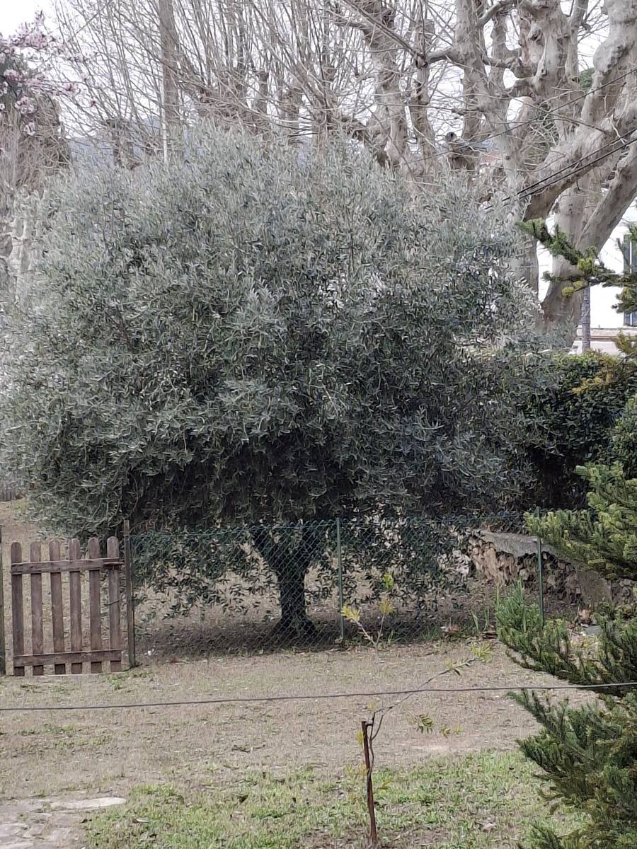 Un olivier taillé dans un jardin
