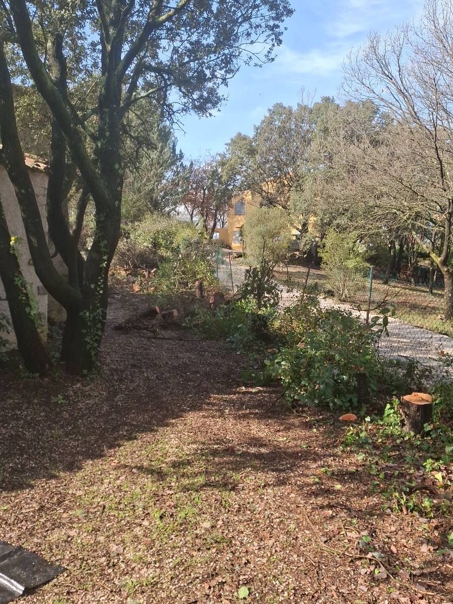 Un jardin dégagé et nettoyé sous de grands arbres