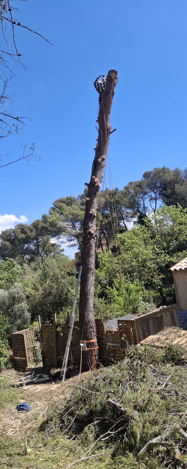 Un grand pin ébranché, un grimpeur en haut du tronc, au-dessus d’une maison