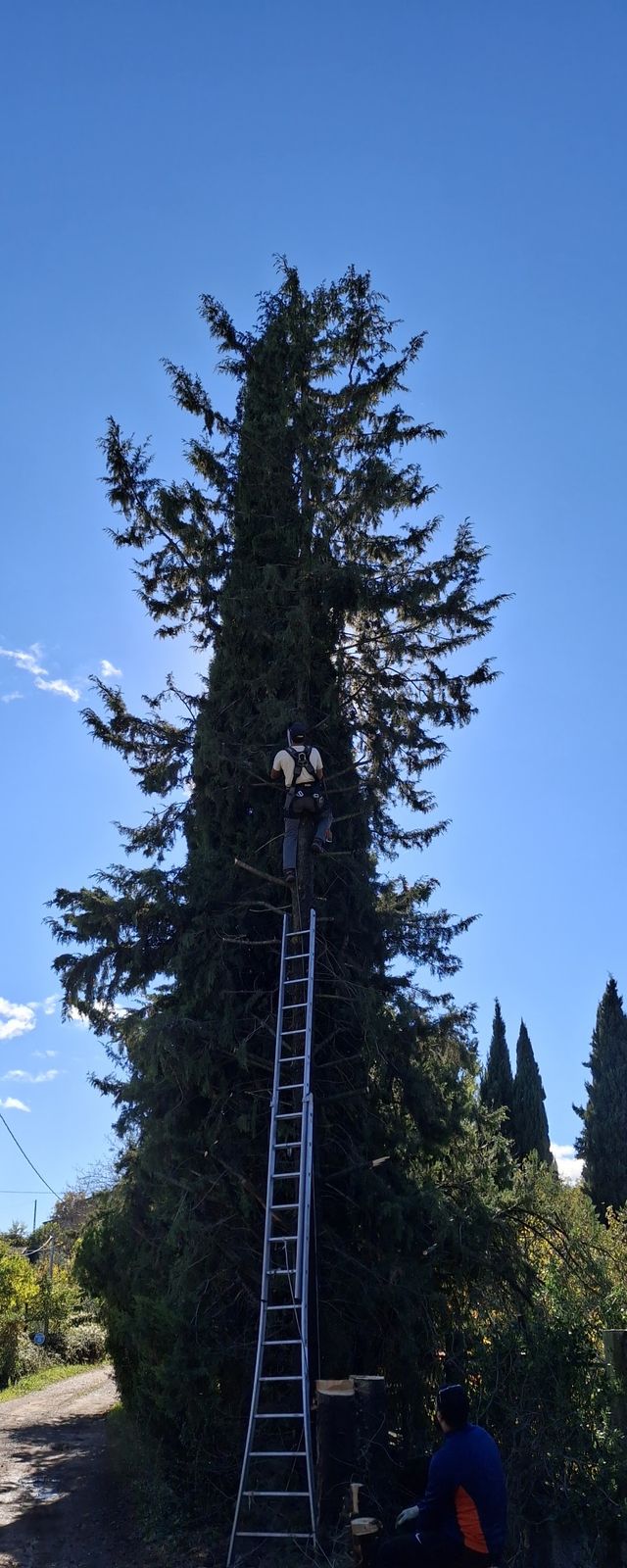 Un grand cyprès en cours de taille, une échelle posée contre l’arbre